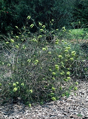 APII jpeg image of Callistemon pinifolius  © contact APII