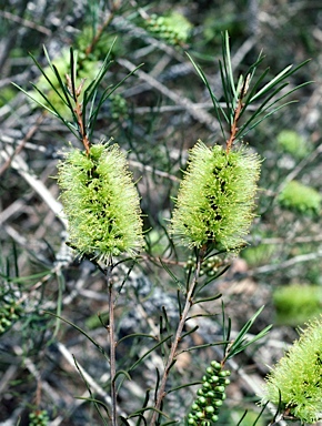 APII jpeg image of Callistemon pinifolius  © contact APII