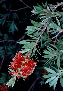 APII jpeg image of Callistemon polandii  © contact APII