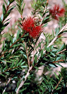 APII jpeg image of Callistemon recurvus  © contact APII