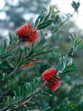 APII jpeg image of Callistemon rugulosus  © contact APII