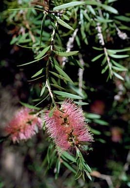 APII jpeg image of Callistemon salignus  © contact APII