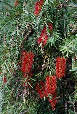 APII jpeg image of Callistemon viminalis  © contact APII