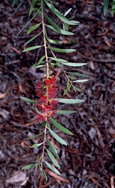 APII jpeg image of Callistemon 'Banana'  © contact APII