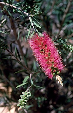 APII jpeg image of Callistemon 'Benjamin'  © contact APII