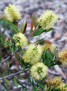 APII jpeg image of Callistemon pallidus 'Candle Glow'  © contact APII