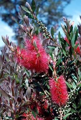 APII jpeg image of Callistemon citrinus 'Demesne Bronwyn'  © contact APII