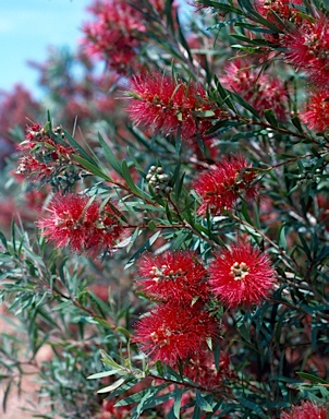 APII jpeg image of Callistemon viminalis 'Demesne Farm'  © contact APII