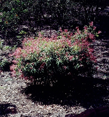 APII jpeg image of Callistemon salignus 'Great Balls of Fire'  © contact APII