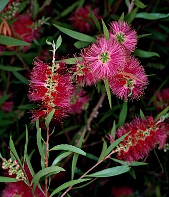 APII jpeg image of Callistemon 'Kotara Rose'  © contact APII