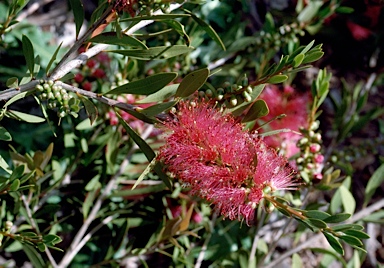 APII jpeg image of Callistemon polandii 'Peak Downs'  © contact APII