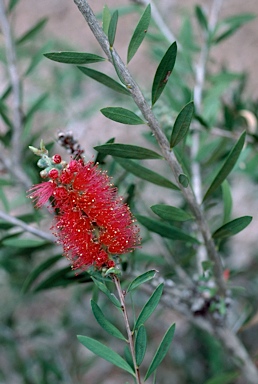 APII jpeg image of Callistemon viminalis 'Red Clusters'  © contact APII