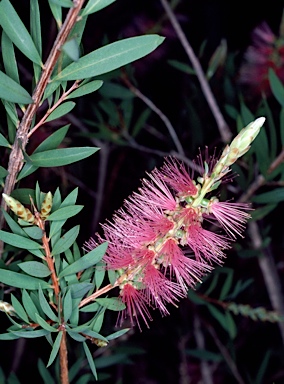 APII jpeg image of Callistemon 'Reeve's Pink'  © contact APII