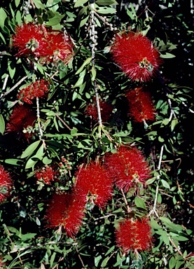 APII jpeg image of Callistemon citrinus 'Splendens'  © contact APII