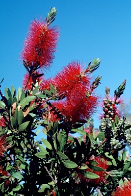 APII jpeg image of Callistemon citrinus 'Splendens'  © contact APII