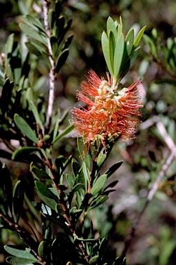 APII jpeg image of Callistemon viminalis 'Wollumbin'  © contact APII