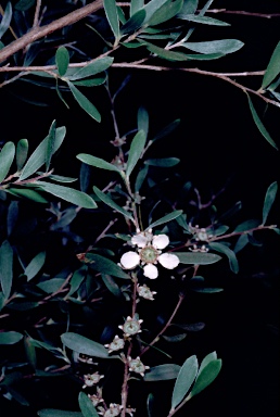 APII jpeg image of Leptospermum brevipes  © contact APII