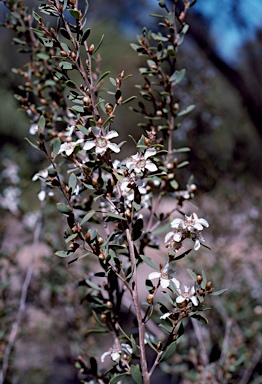 APII jpeg image of Leptospermum coriaceum  © contact APII