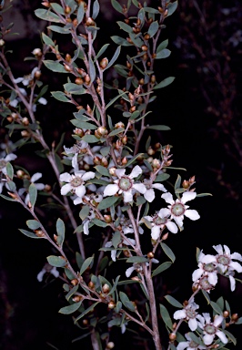 APII jpeg image of Leptospermum coriaceum  © contact APII