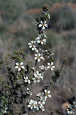 APII jpeg image of Leptospermum divaricatum  © contact APII