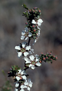 APII jpeg image of Leptospermum divaricatum  © contact APII