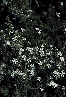 APII jpeg image of Leptospermum  © contact APII