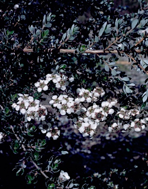 APII jpeg image of Leptospermum grandifolium  © contact APII