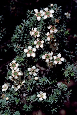 APII jpeg image of Leptospermum lanigerum  © contact APII