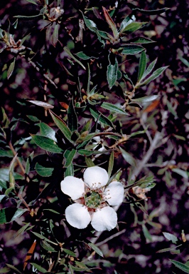 APII jpeg image of Leptospermum lanigerum  © contact APII