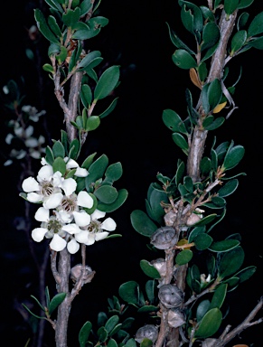 APII jpeg image of Leptospermum micromyrtus  © contact APII