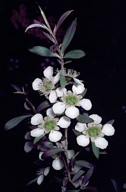 APII jpeg image of Leptospermum morrisonii  © contact APII