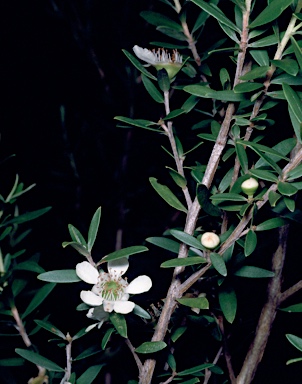 APII jpeg image of Leptospermum morrisonii  © contact APII