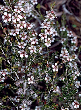 APII jpeg image of Leptospermum novae-angliae  © contact APII