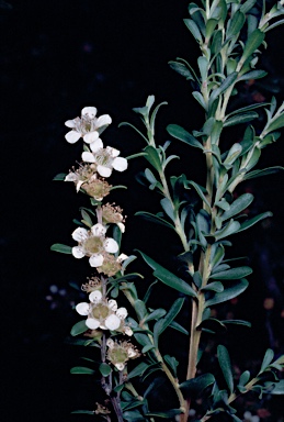 APII jpeg image of Leptospermum obovatum  © contact APII