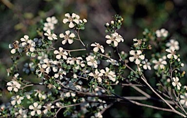 APII jpeg image of Leptospermum nitens  © contact APII