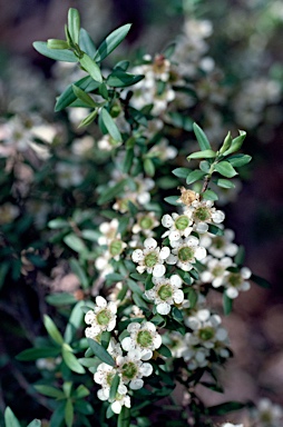 APII jpeg image of Leptospermum polygalifolium subsp. montanum  © contact APII