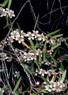 APII jpeg image of Leptospermum amboinense  © contact APII