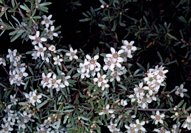 APII jpeg image of Leptospermum sericatum  © contact APII