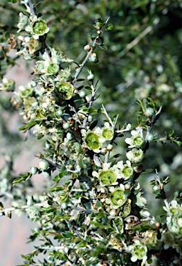 APII jpeg image of Leptospermum spinescens  © contact APII