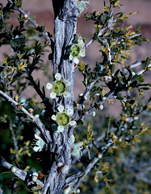 APII jpeg image of Leptospermum spinescens  © contact APII