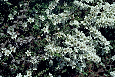 APII jpeg image of Leptospermum continentalis 'Horizontalis'  © contact APII