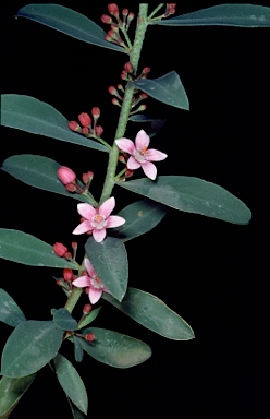 APII jpeg image of Philotheca myoporoides subsp. myoporoides  © contact APII