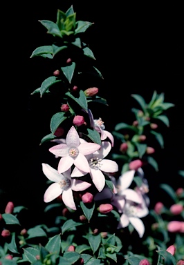APII jpeg image of Philotheca buxifolia subsp. buxifolia 'Cascade of Stars'  © contact APII
