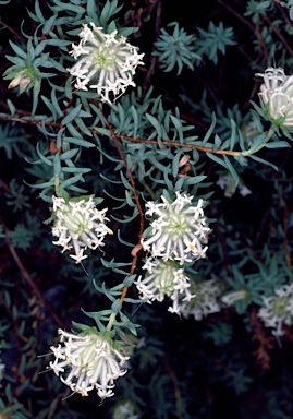 APII jpeg image of Pimelea ciliolaris  © contact APII