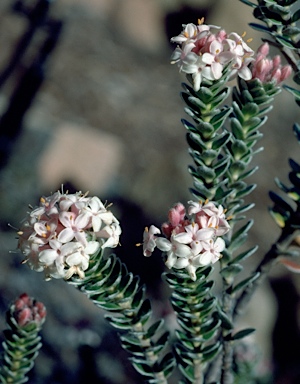 APII jpeg image of Pimelea sericea  © contact APII