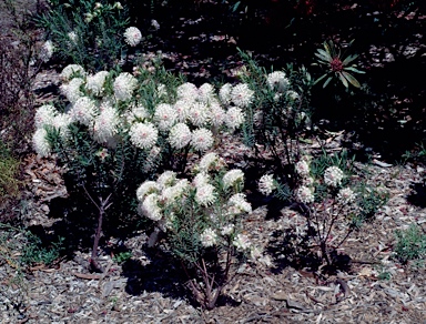 APII jpeg image of Pimelea spectabilis  © contact APII