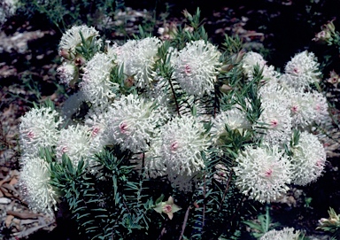 APII jpeg image of Pimelea spectabilis  © contact APII