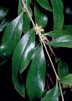 APII jpeg image of Pittosporum lancifolium  © contact APII