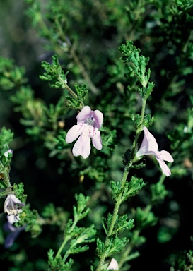 APII jpeg image of Prostanthera cryptandroides subsp. euphrasioides  © contact APII