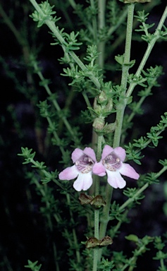 APII jpeg image of Prostanthera eurybioides  © contact APII